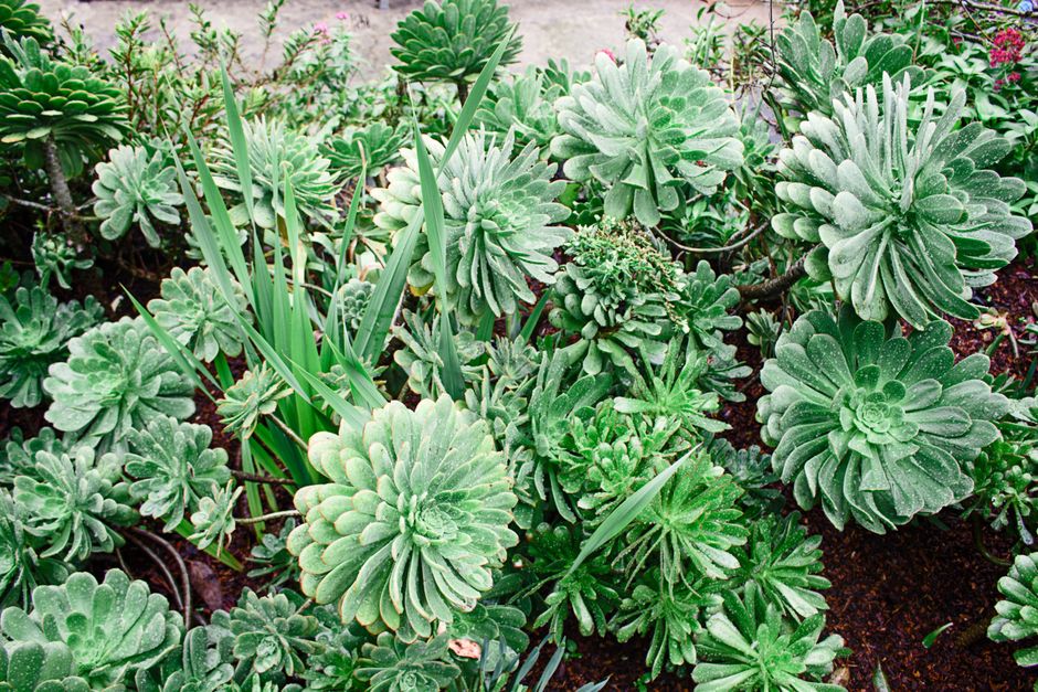A close-up view of a garden bed featuring a dense arrangement of succulent plants with thick, fleshy, rosette-shaped leaves covered in a light layer of frost or dew, giving them a slightly shimmering 